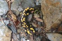 Salamandra salamandra