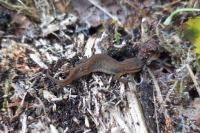 Lissotriton helveticus