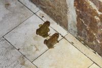 Bufo spinosus