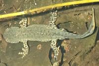 Ichthyosaura alpestris