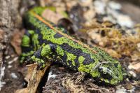 Triturus marmoratus