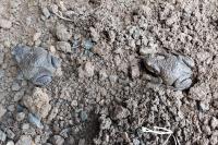 Bufo spinosus