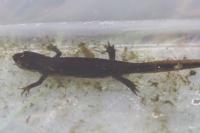 Lissotriton helveticus