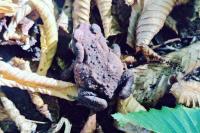 Bufo spinosus