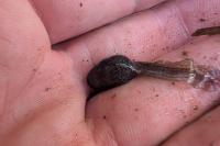 Rana temporaria