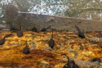 Rana temporaria