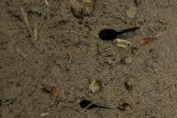 Bufo spinosus
