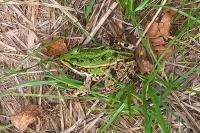 Pelophylax kl. esculentus