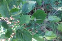 Betula pubescens