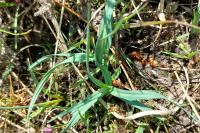 Carex panicea