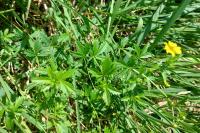 Potentilla erecta