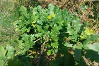 Quercus robur