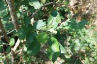 Salix atrocinerea