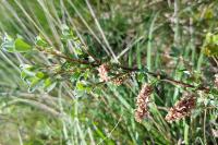 Salix repens