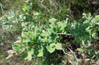 Salix aurita