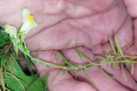 Linaria vulgaris