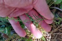 Linaria vulgaris