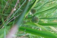 Sparganium emersum