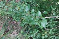 Pyrus communis subsp. pyraster