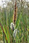 Carex nigra