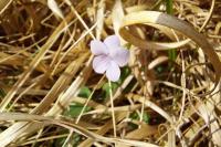 Viola palustris
