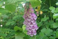 Digitalis purpurea