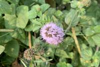Mentha aquatica