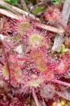 Drosera intermedia