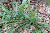 Brachypodium sylvaticum