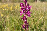 Anacamptis laxiflora