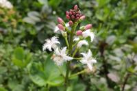 Menyanthes trifoliata