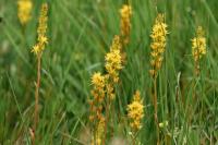 Narthecium ossifragum