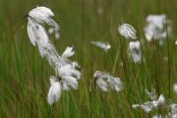 Eriophorum angustifolium