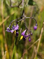 Solanum dulcamara