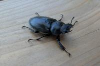 Lucanus cervus