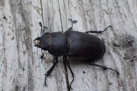 Lucanus cervus