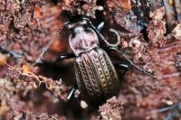 Carabus granulatus