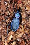 Carabus intricatus