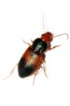 Diachromus germanus