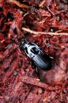 Abax parallelepipedus