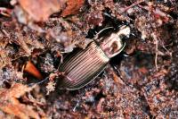 Poecilus cupreus