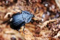 Phosphuga atrata