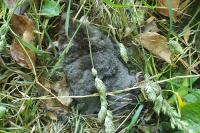 Talpa europaea