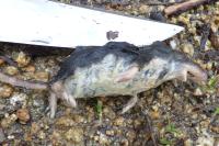 Neomys fodiens