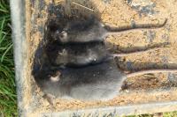 Rattus rattus