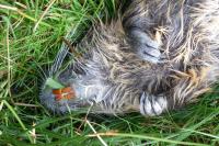 Myocastor coypus
