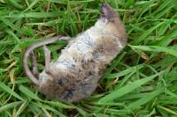 Sorex coronatus