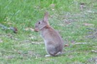 Oryctolagus cuniculus