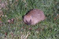 Erinaceus europaeus