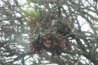 Sciurus vulgaris